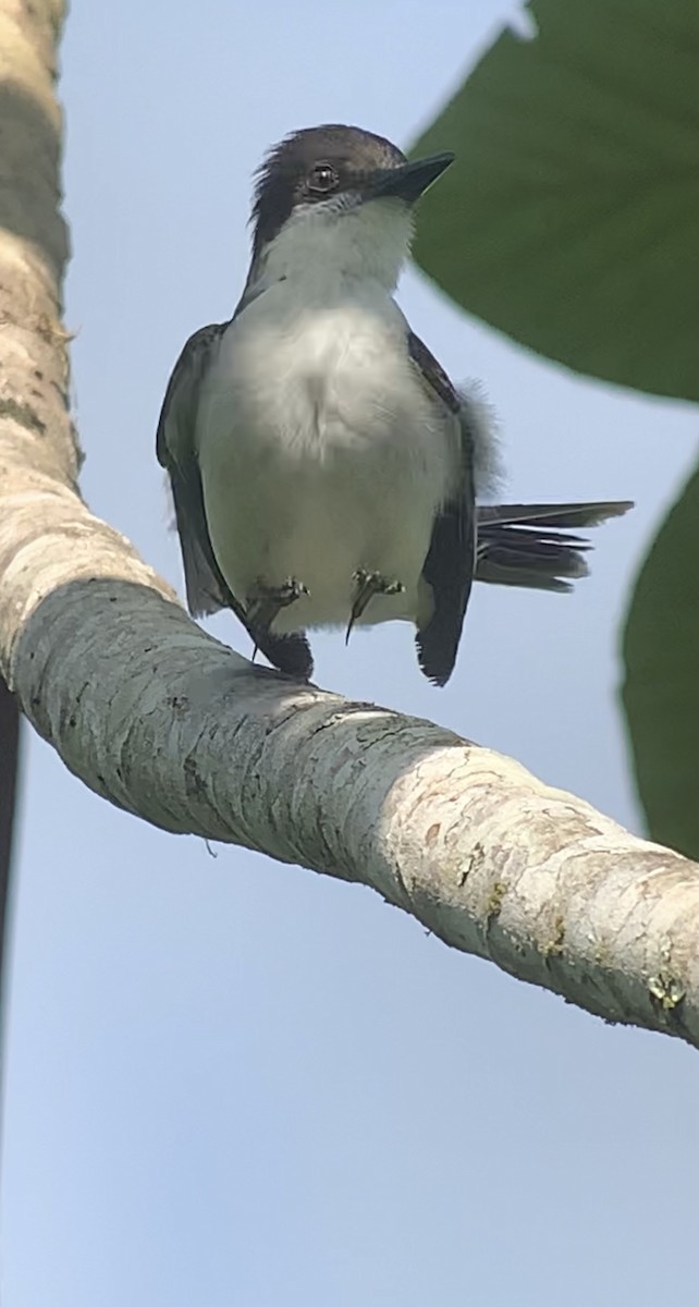 Loggerhead Kingbird - ML618406623