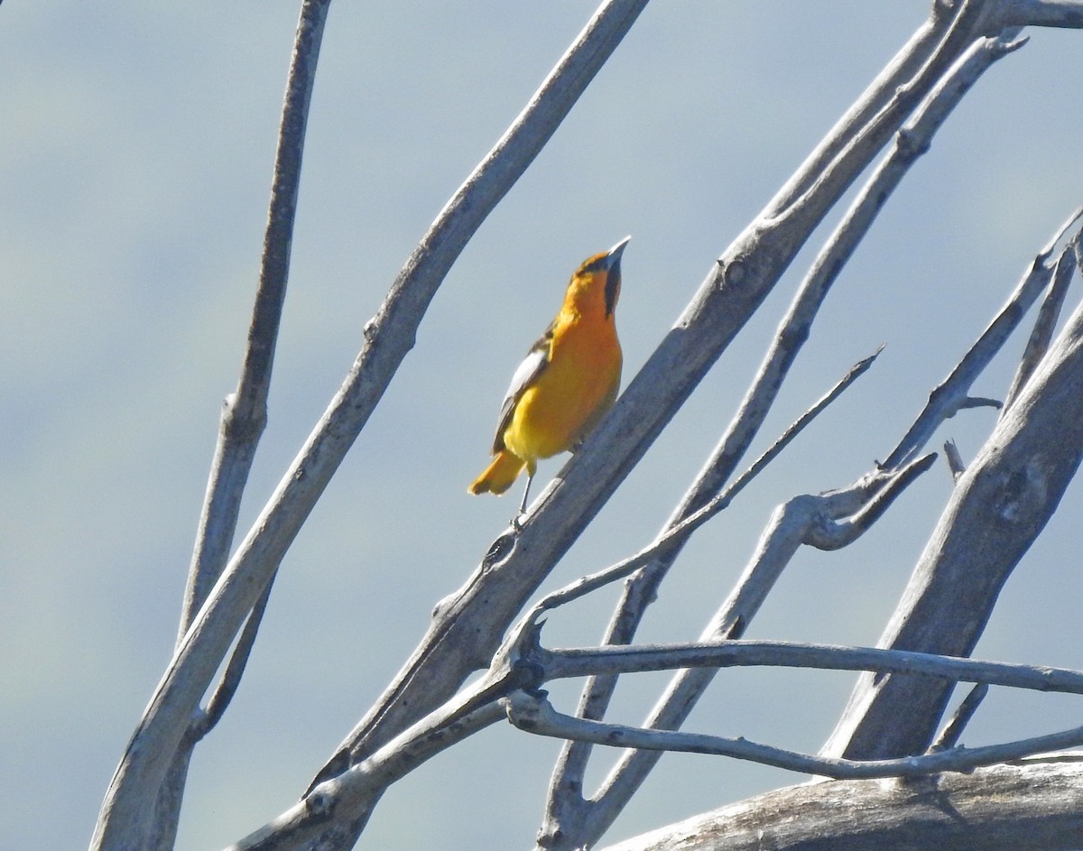 Bullock's Oriole - Layton Pace