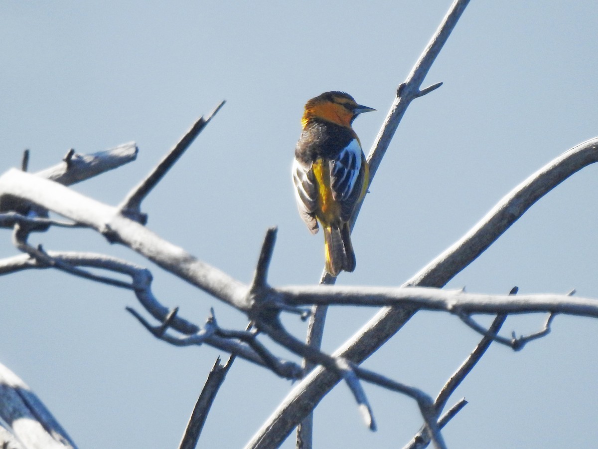 Bullock's Oriole - ML618406634