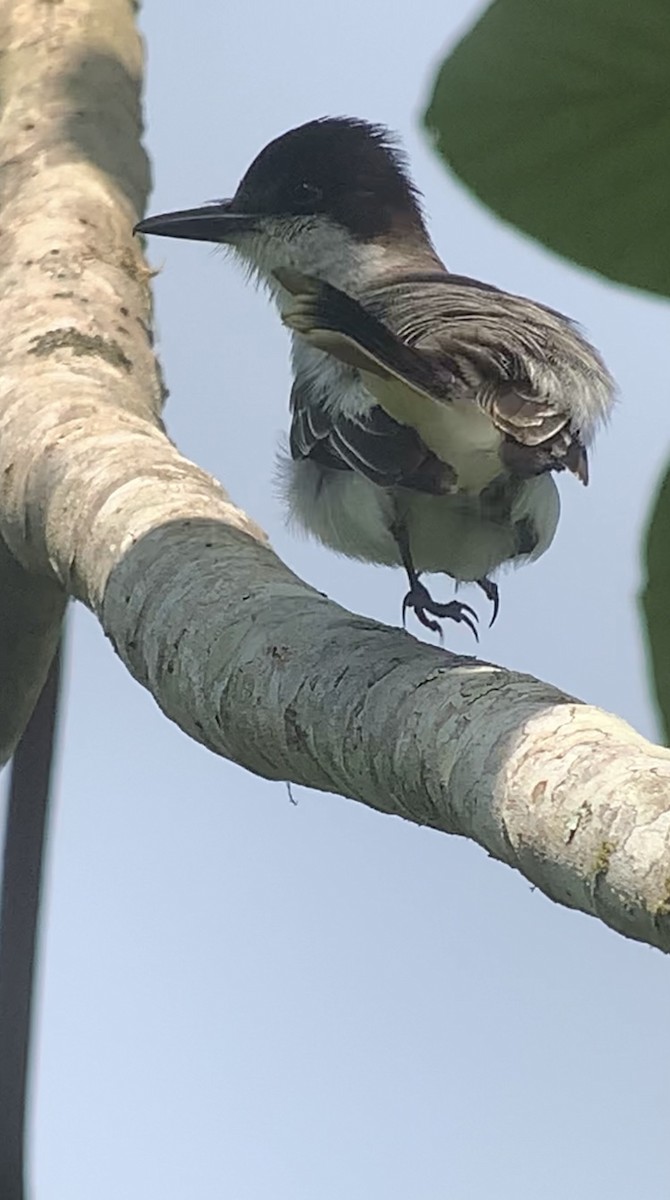 Loggerhead Kingbird - ML618406660