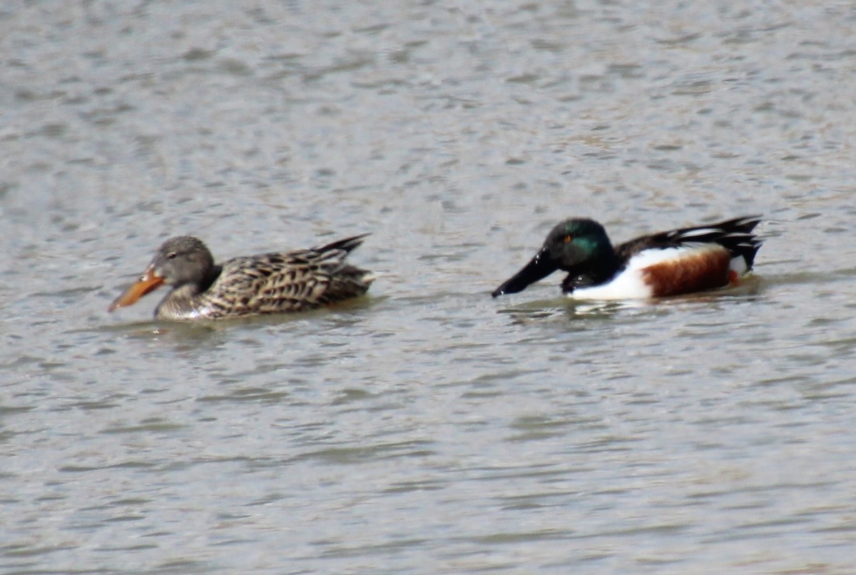 Northern Shoveler - Elaine Cassidy