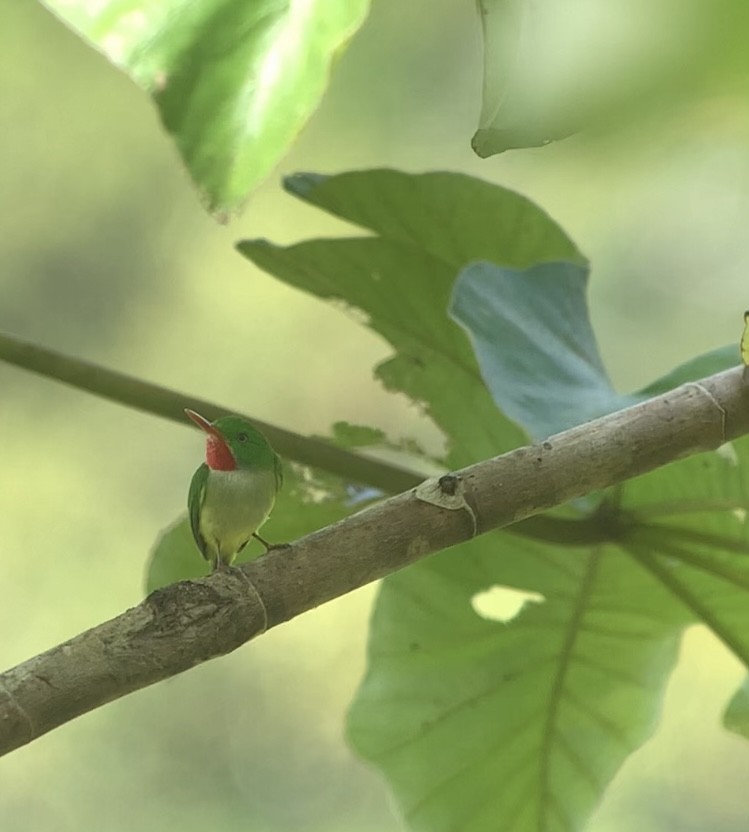 Jamaican Tody - ML618406681