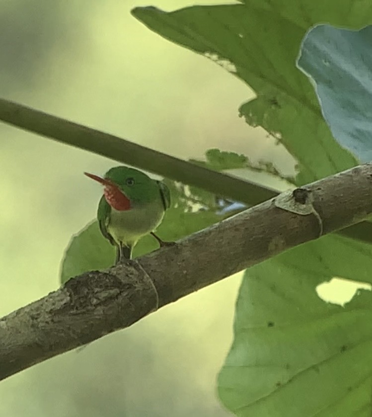 Jamaican Tody - ML618406686