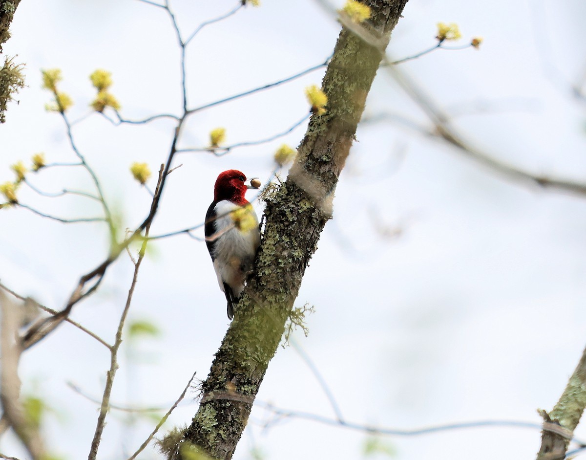 woodpecker sp. - Ed Haesche