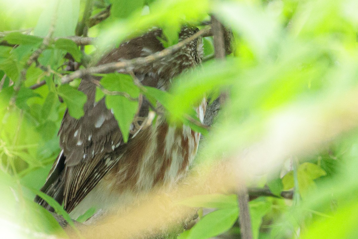Northern Saw-whet Owl - ML618406710