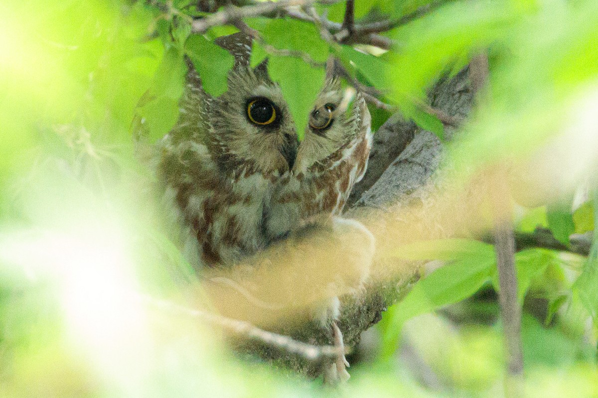 Northern Saw-whet Owl - ML618406711