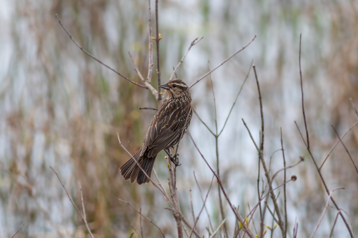 Red-winged Blackbird - ML618406738