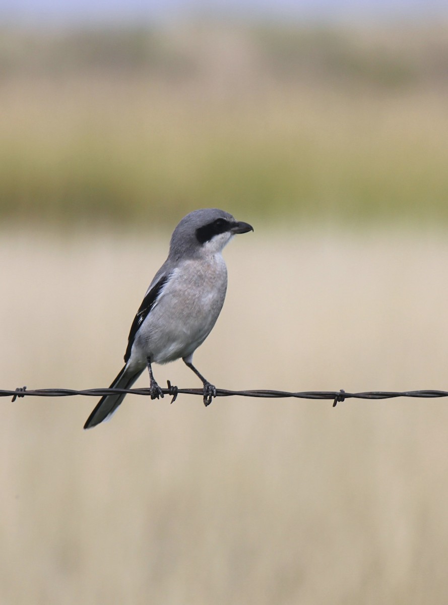 Loggerhead Shrike - Reder Daughenbaugh