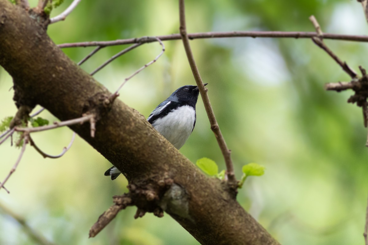 Black-throated Blue Warbler - Brenton Reyner