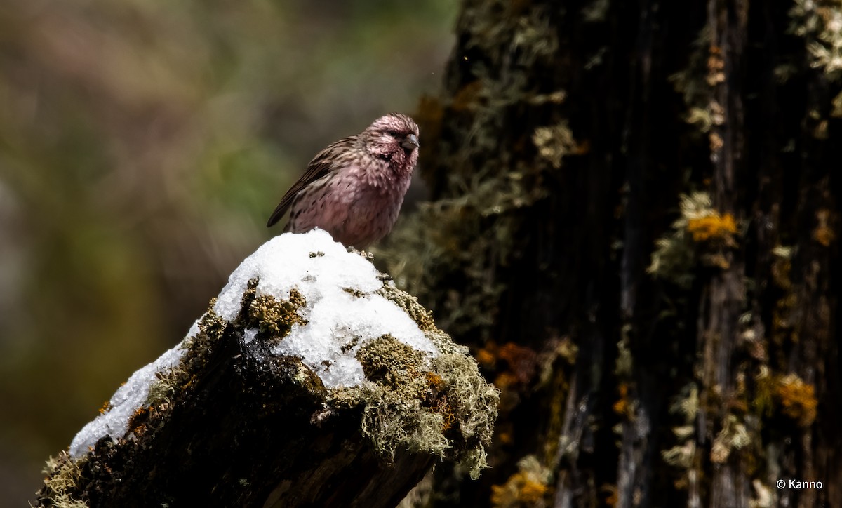 Himalayan Beautiful Rosefinch - Kanno Tage