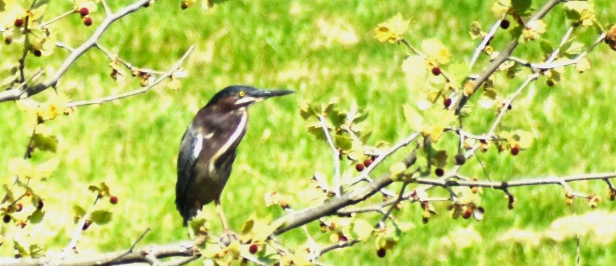 Green Heron - ML618406820