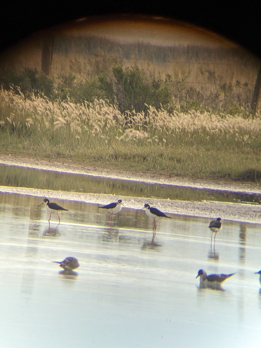 Black-necked Stilt - ML618406846