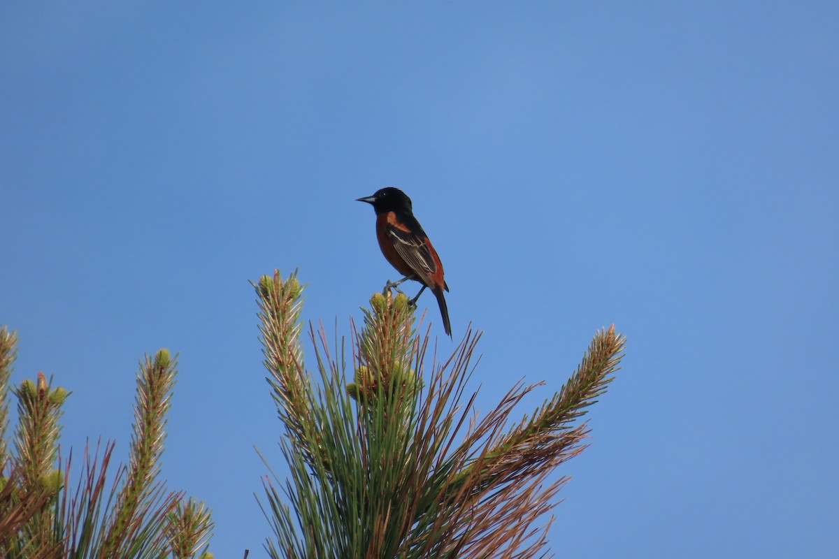 Orchard Oriole - Jon Selle