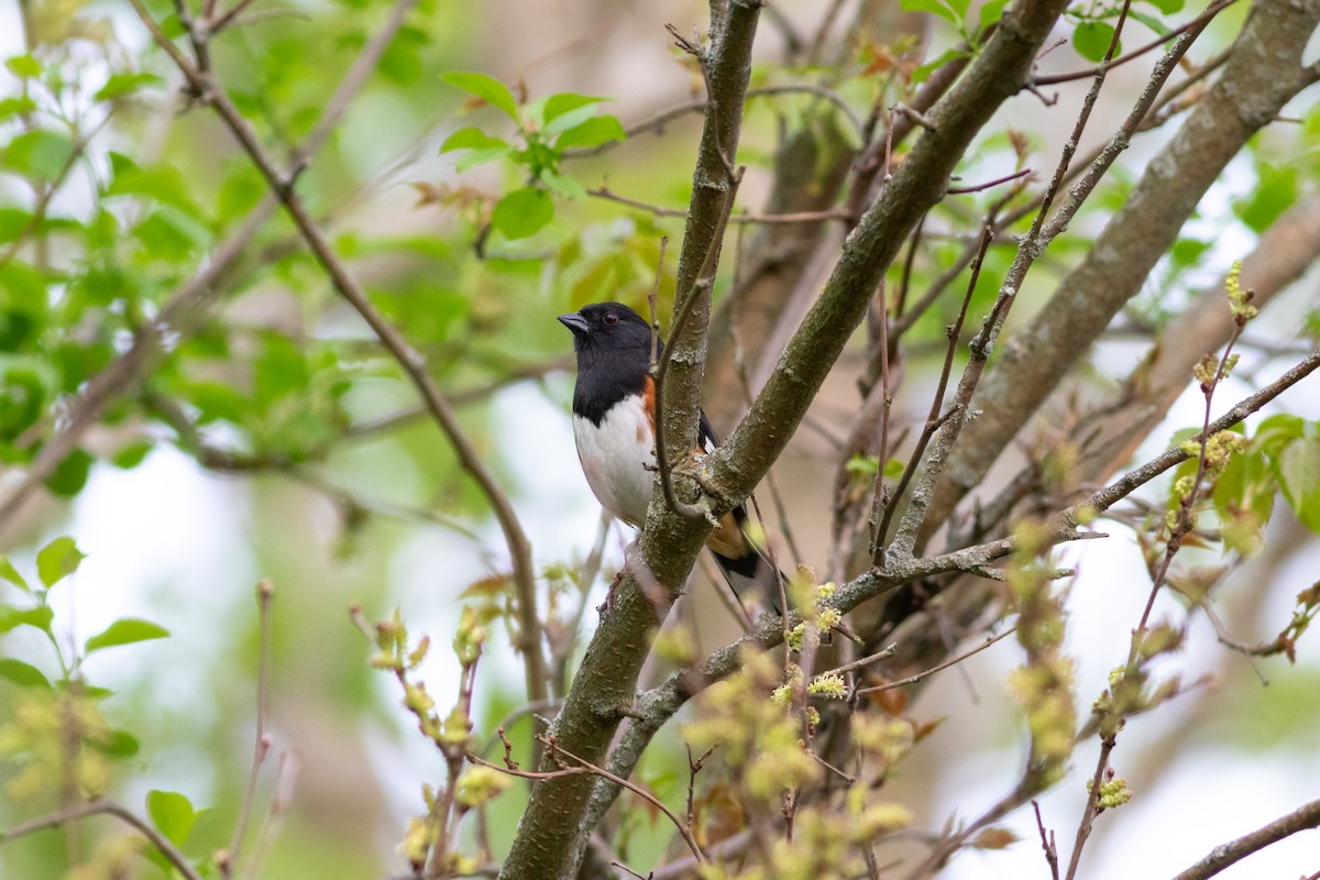 Eastern Towhee - ML618406872