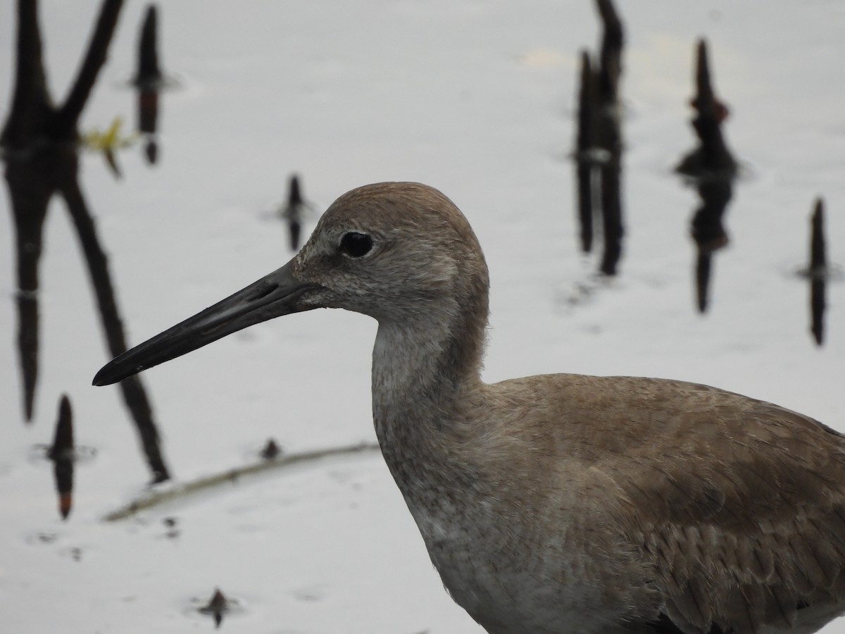 Willet - ML618406873