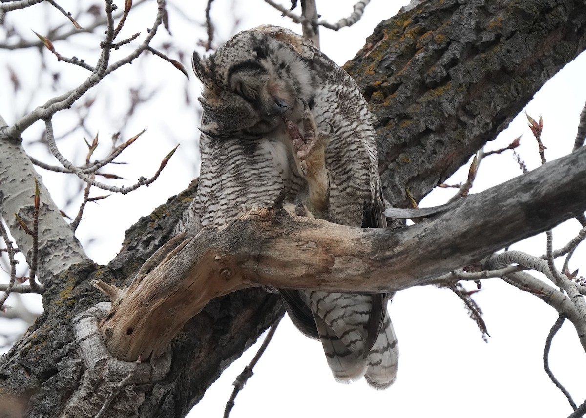 Great Horned Owl - Pam Hardy