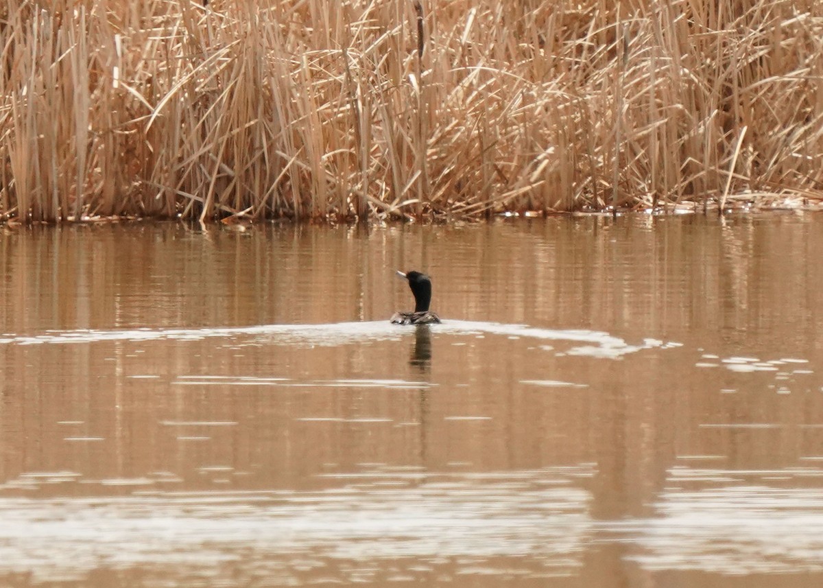 Double-crested Cormorant - Pam Hardy