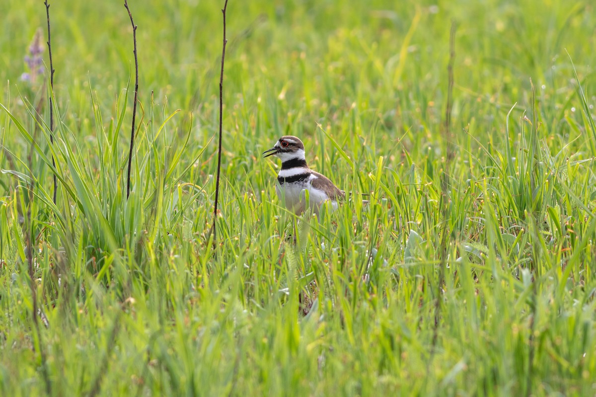 Killdeer - ML618406913