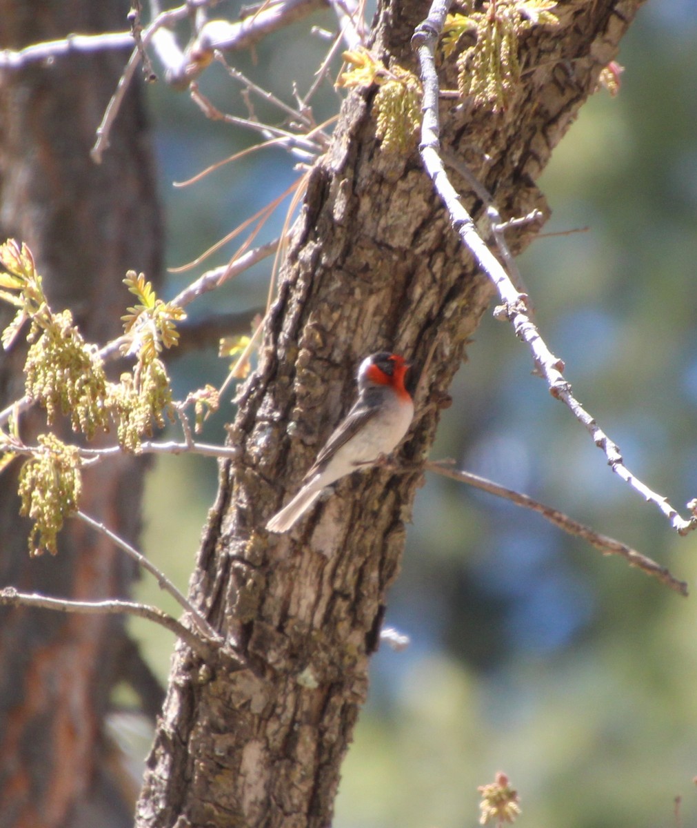 Red-faced Warbler - ML618406920