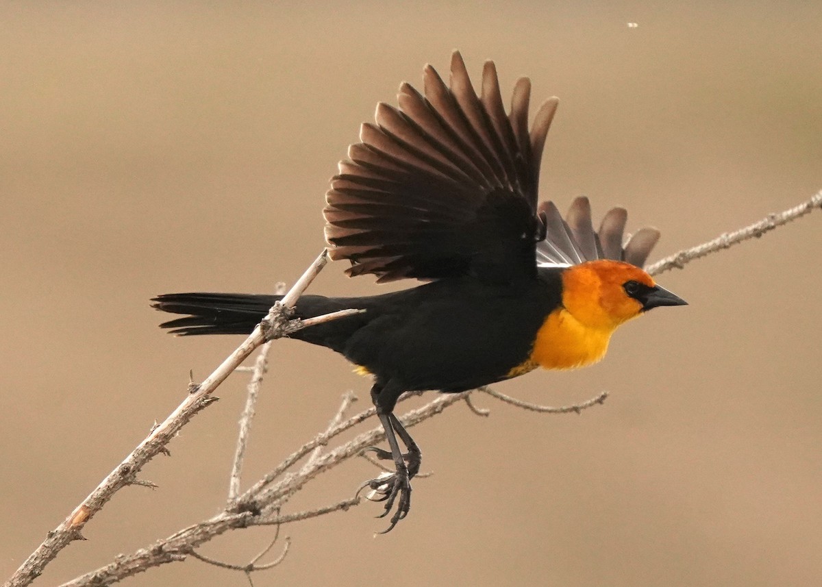 Yellow-headed Blackbird - Pam Hardy