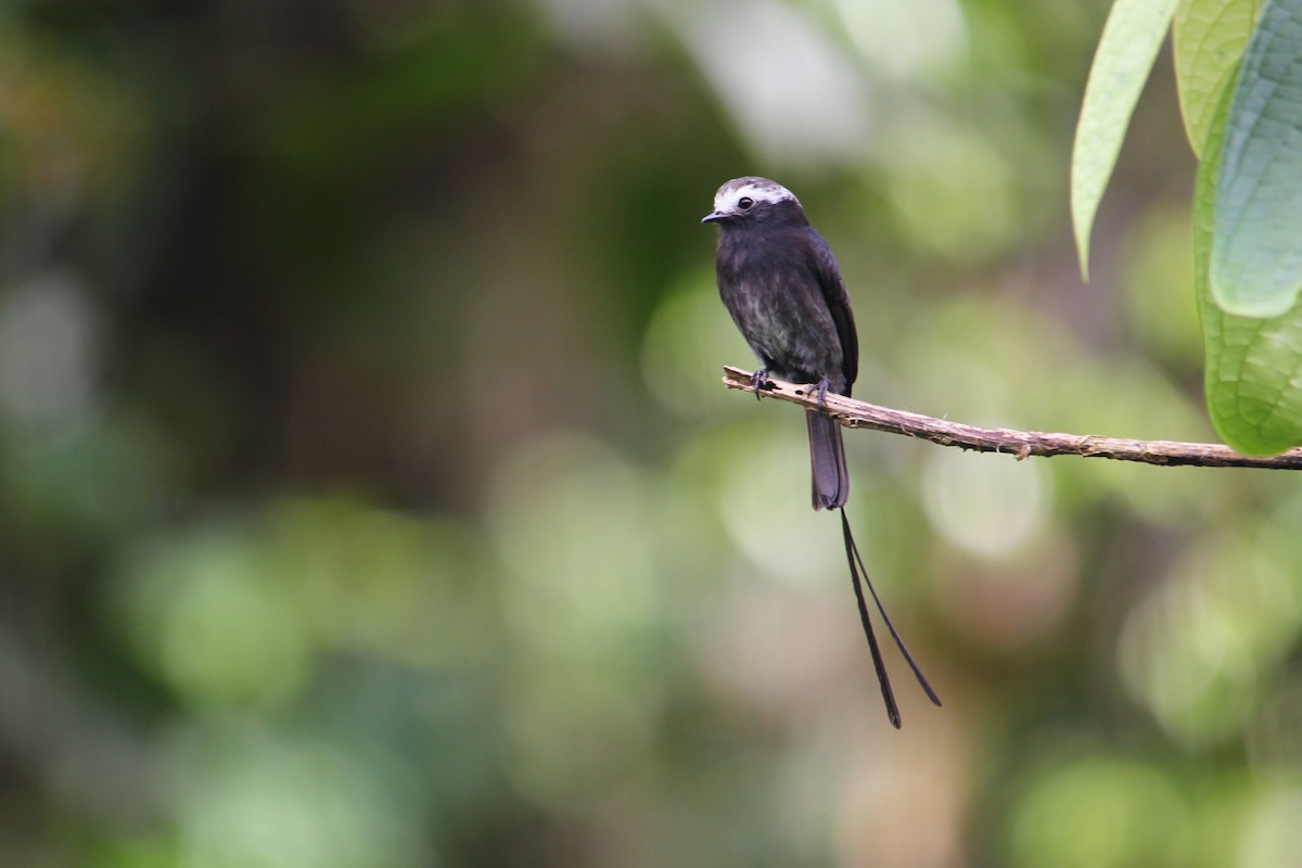 Long-tailed Tyrant - ML618406945