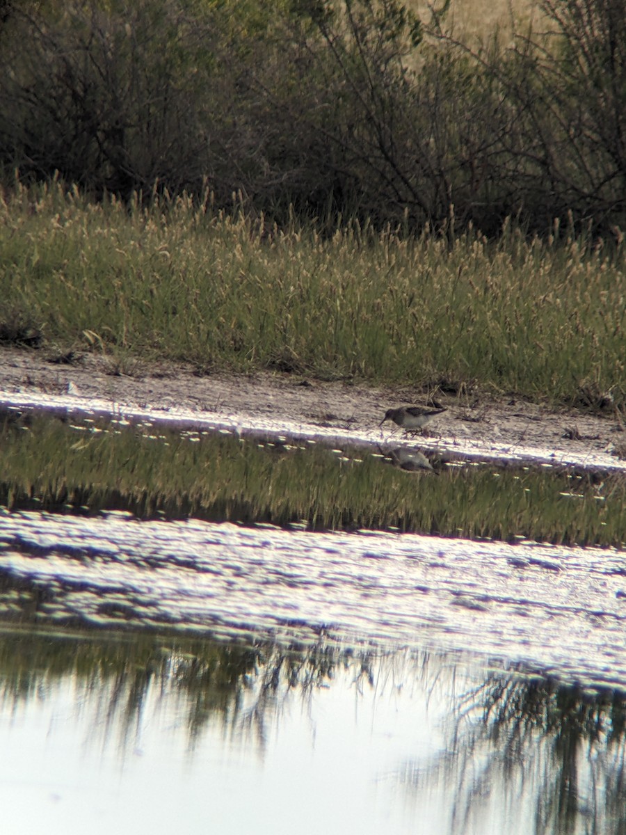 Graubrust-Strandläufer - ML618407010