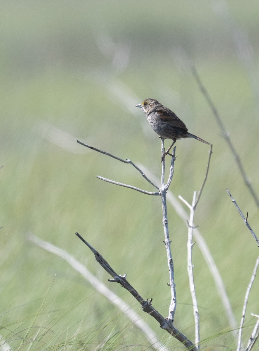 Seaside Sparrow - Angie W