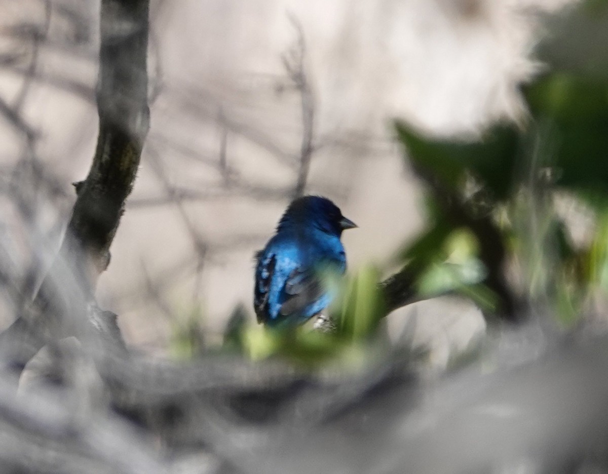 Indigo Bunting - ML618407031