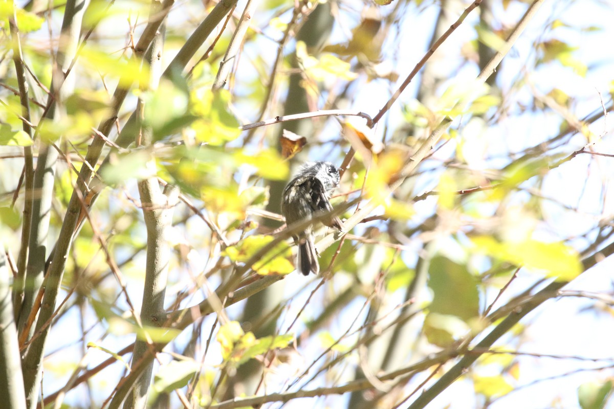 Tufted Tit-Tyrant - ML618407043