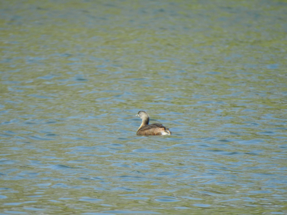 Pied-billed Grebe - ML618407053