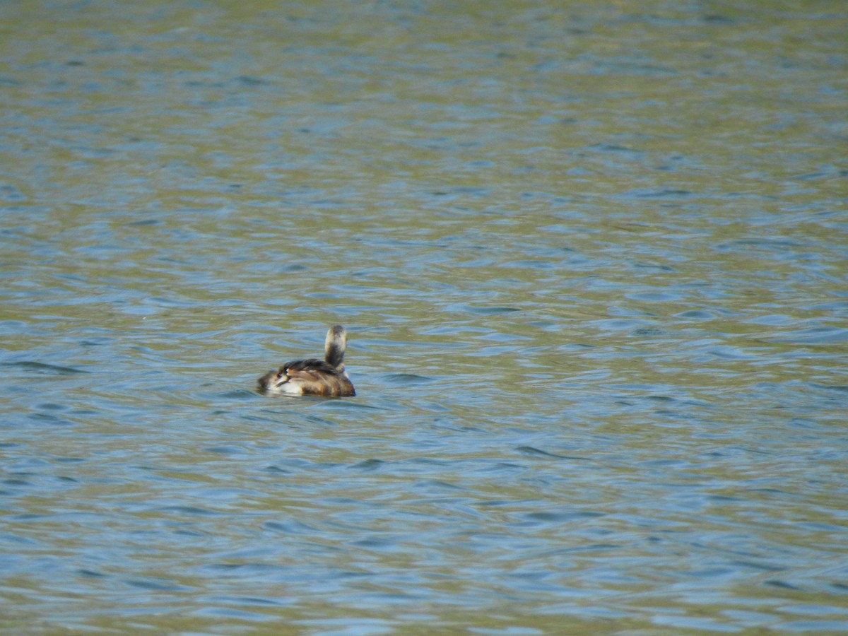 Pied-billed Grebe - ML618407057