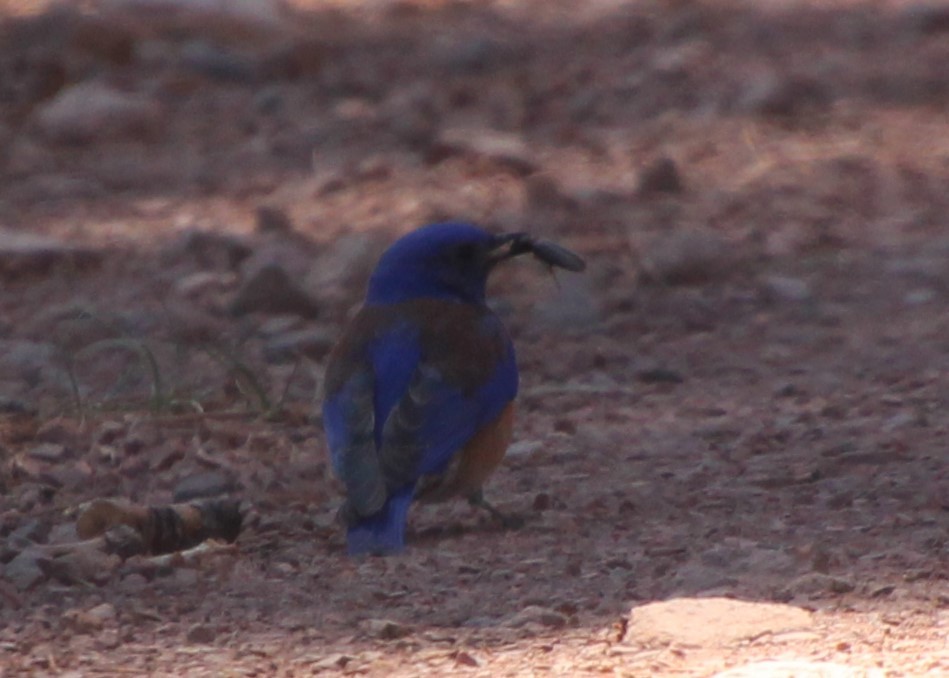 Western Bluebird - Stephen Price