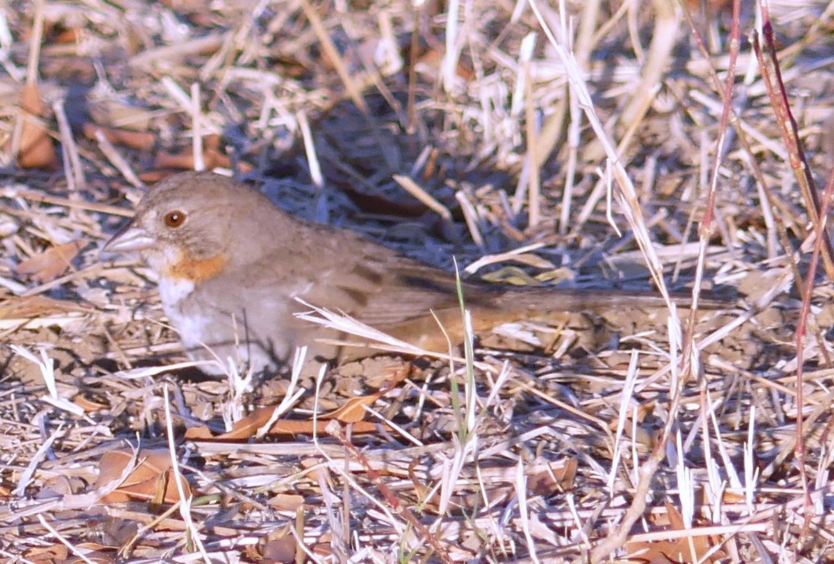 White-throated Towhee - ML618407076