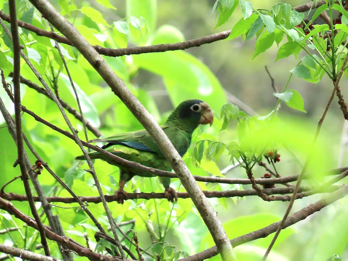 ミミグロボウシインコ - ML618407113