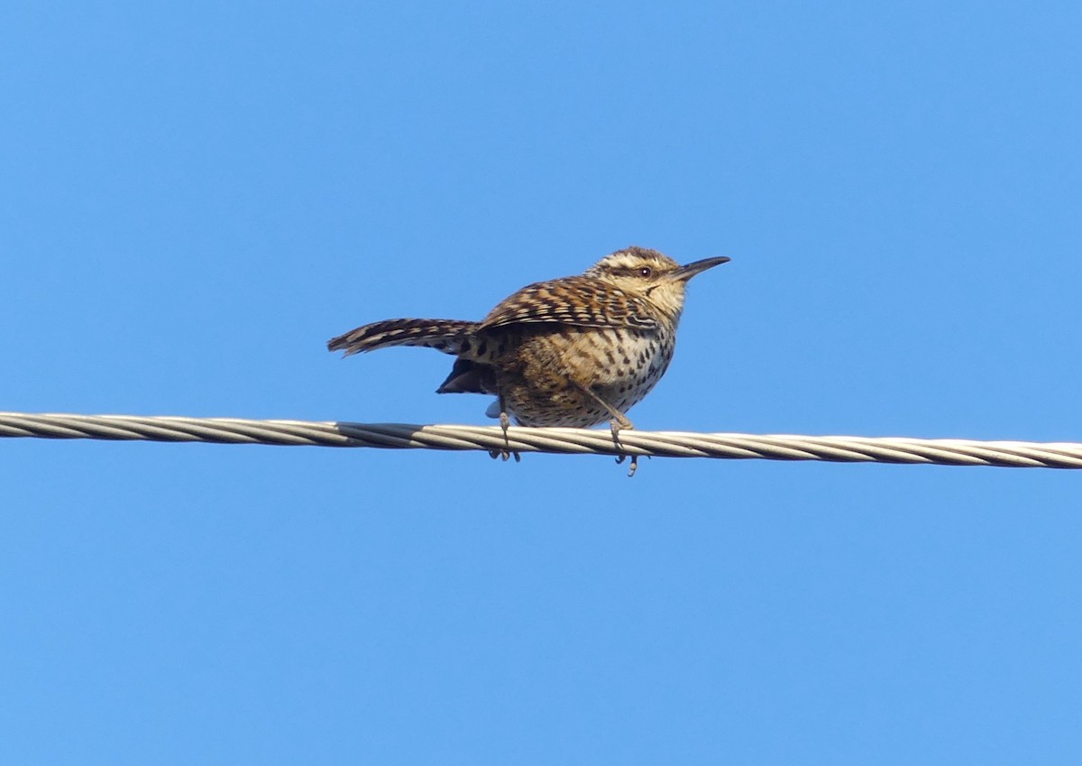 Boucard's Wren - ML618407114