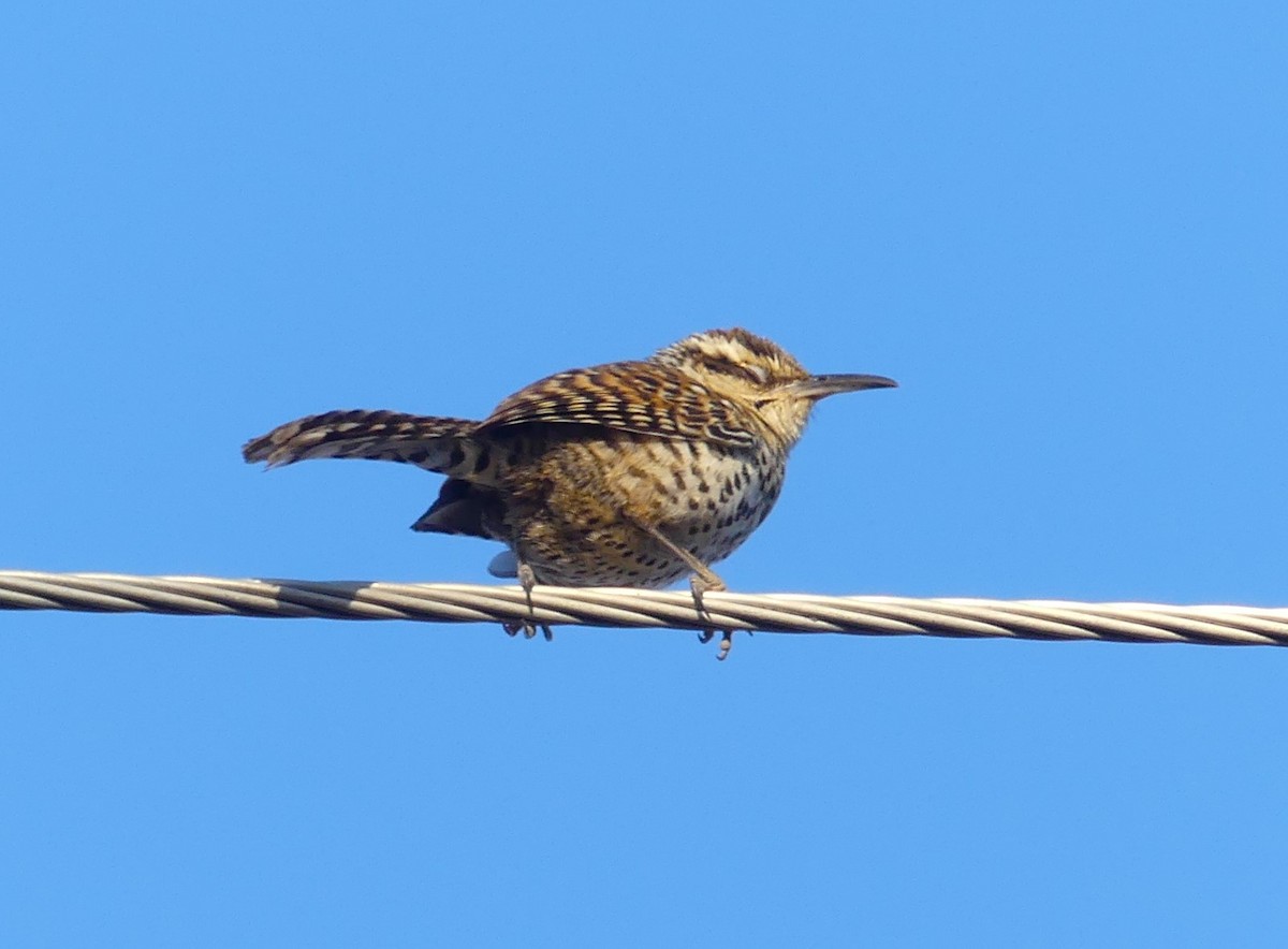 Boucard's Wren - ML618407115