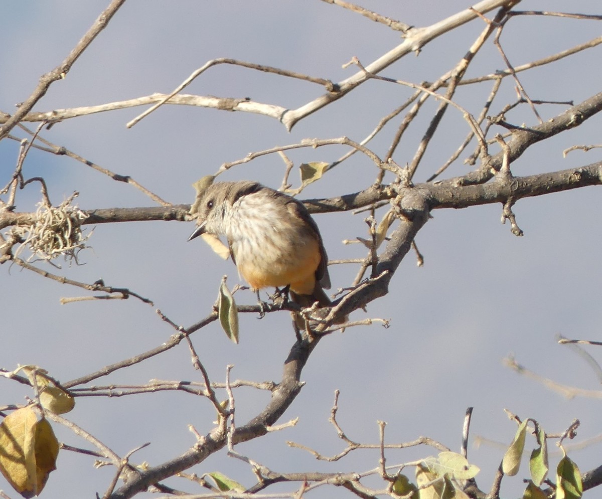 Vermilion Flycatcher - ML618407136