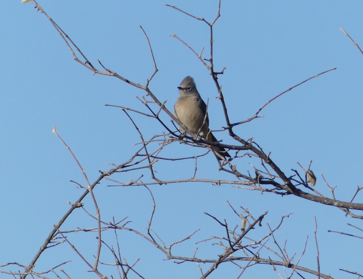 Gray Silky-flycatcher - ML618407145