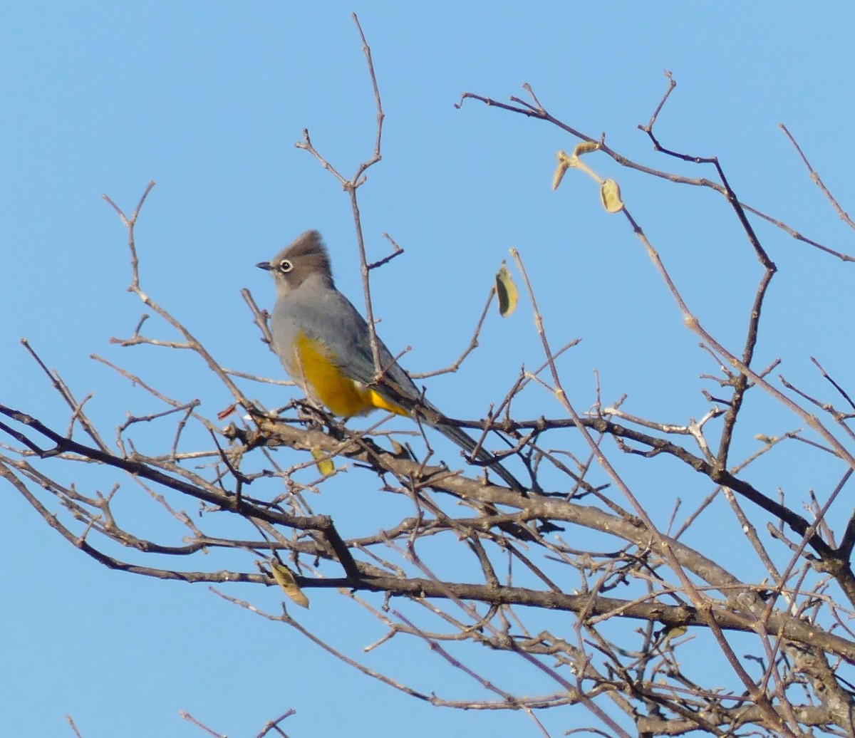 Gray Silky-flycatcher - ML618407146