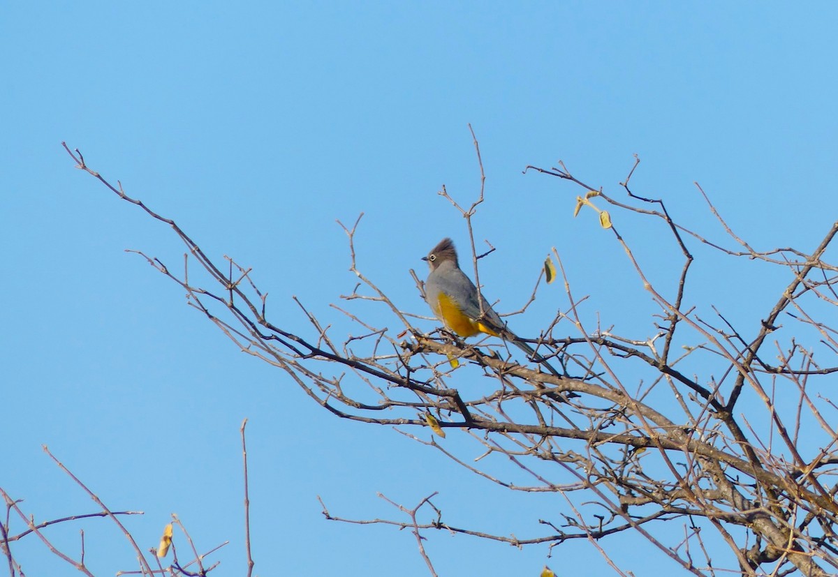 Gray Silky-flycatcher - ML618407148