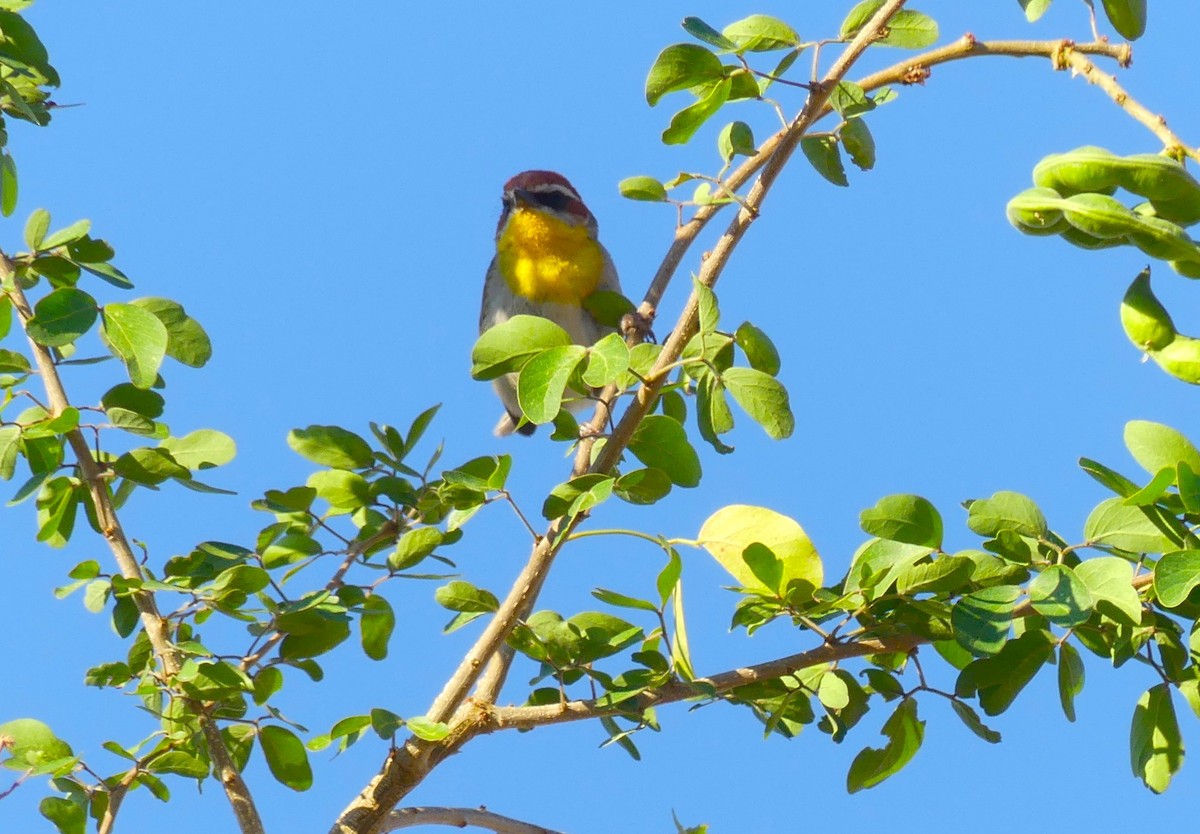 Rufous-capped Warbler - ML618407156