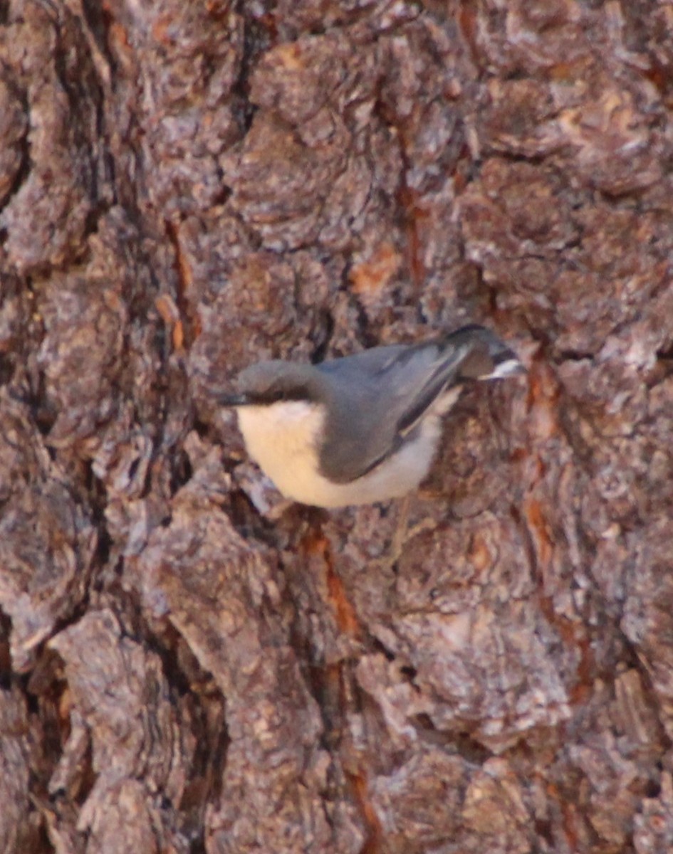 Pygmy Nuthatch - Stephen Price