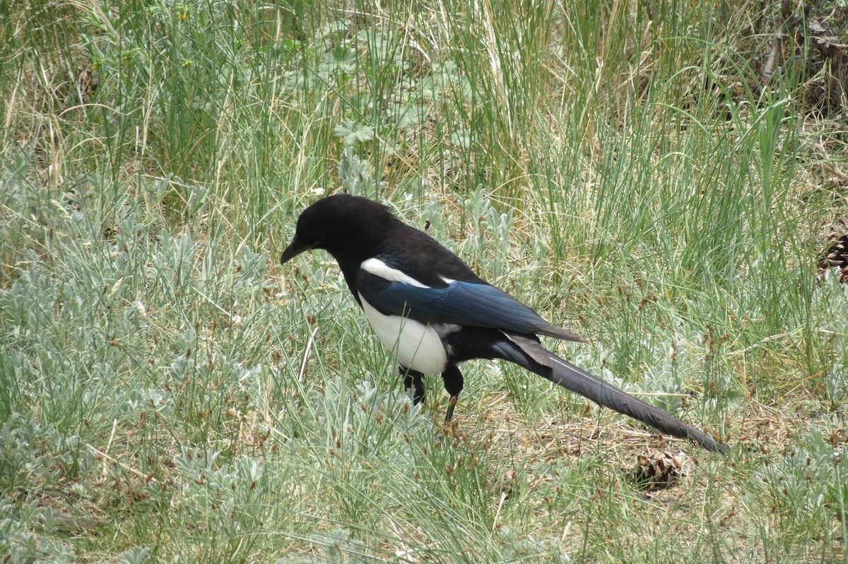 Black-billed Magpie - ML618407221