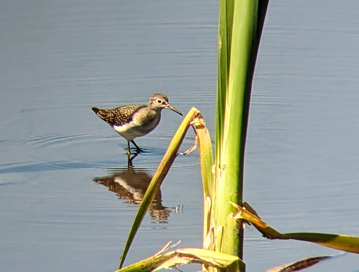 Solitary Sandpiper - ML618407225