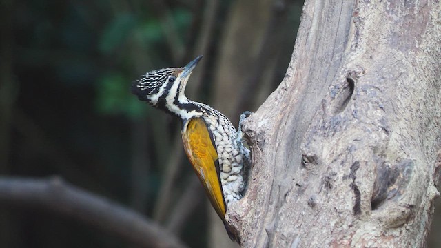 Common Flameback - ML618407228