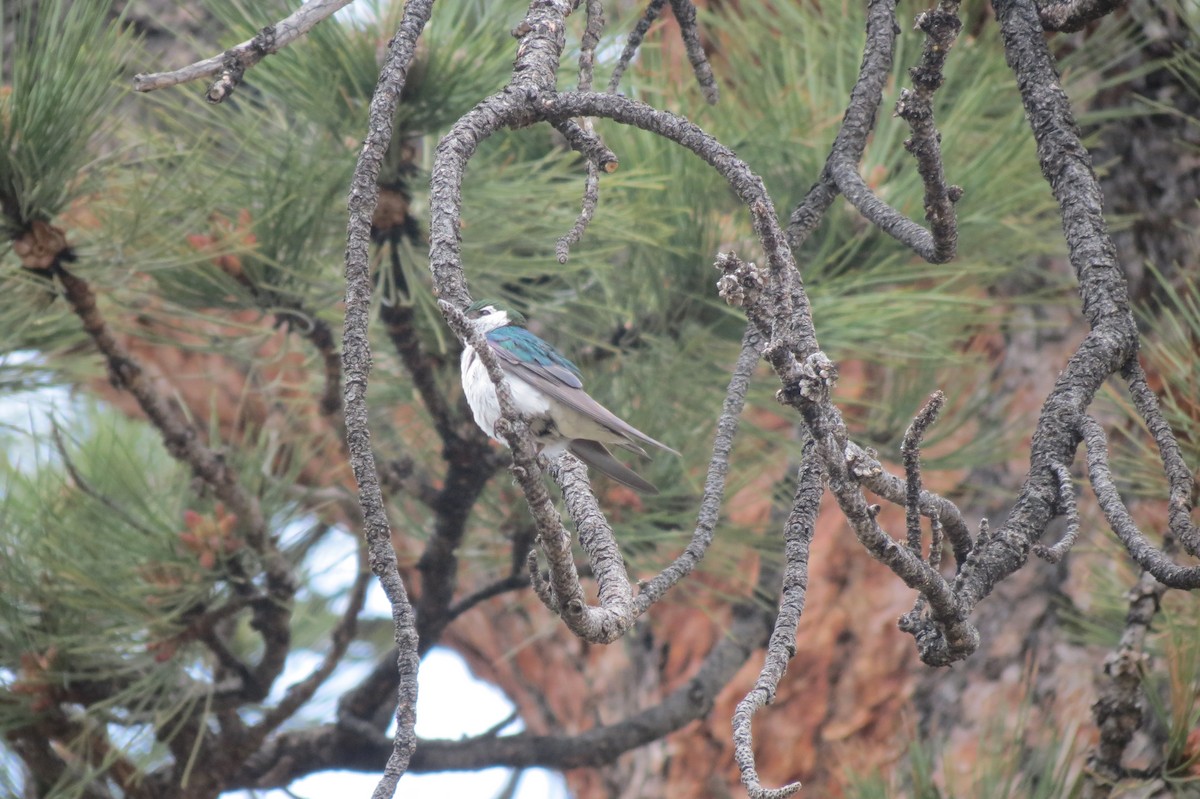 Golondrina Verdemar - ML618407229