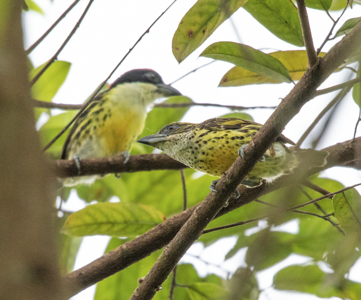 Beş Renkli Barbet - ML618407233