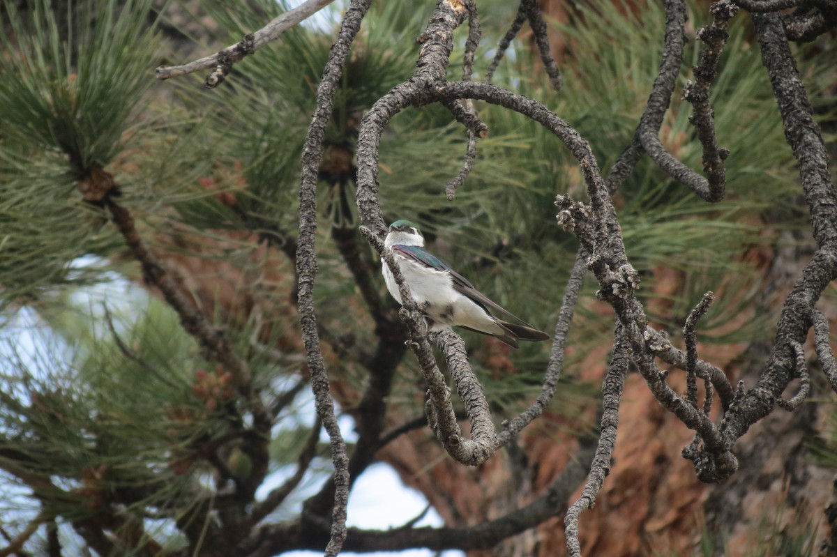 Golondrina Verdemar - ML618407258