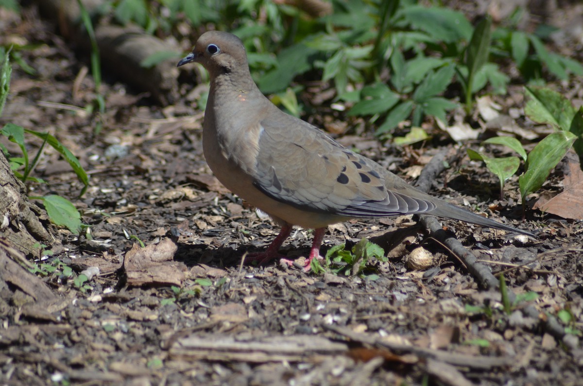 Mourning Dove - ML618407268