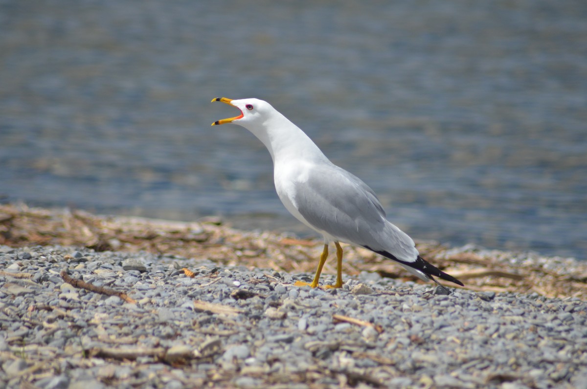 Ring-billed Gull - ML618407293